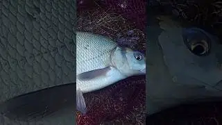 финальный аккорд рыбалки.