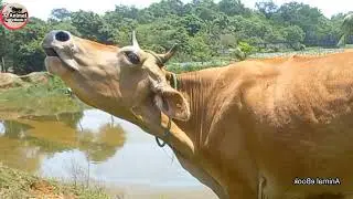 Cow Sound - Animal eBook