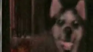 Smile Dog Dame da ne