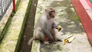 Monkey knows how to eat banana || BiBi Monkeys || BiBi monkey plays friendly with Mom & Dad