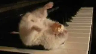 THE LEGEND of Hamster on a piano eating popcorn!