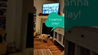 Hank the French Bulldog watches TV