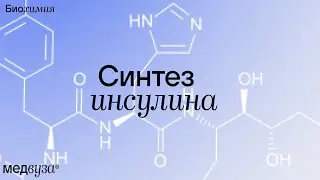 Синтез инсулина | Биохимия