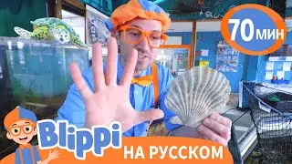 Блиппи изучает подводный мир 🐠🦐 | Блиппи на русском