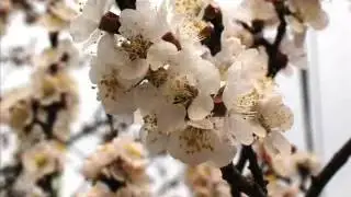 Яҙ килә  Рустам Гизатуллин