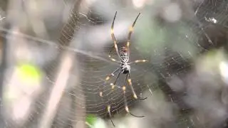 Australian Spider Crawling on its Web
