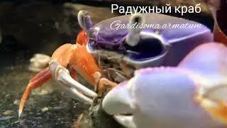 Крабы в аква-террариуме