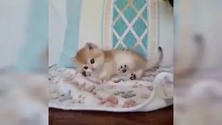 Cuteness in a Video #cat #cute