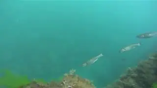 Кефаль Черное море (07.08.2018)