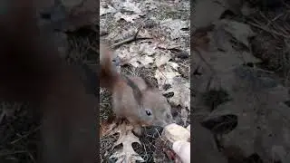 Daj orzecha🌰 | Cute squirrel 