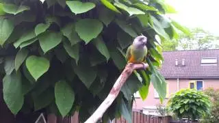 Kiwi the senegal parrot 3