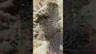 maggots 
