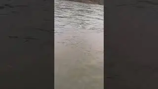 Заруба от Главного рыболовного. Smith Jib 90 не подвёл 👌