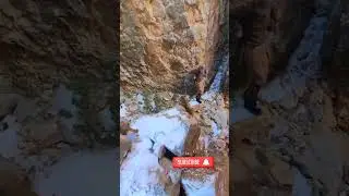 Deadly Mountain Lion Encounter: A Close Call in the Wild | #NatureAdventure