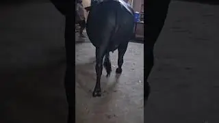 हरियाणातील मुरा म्हशी विक्रीसाठी उपलब्ध #shorts #buffalo_dairy_farm #मुरा_म्हैस