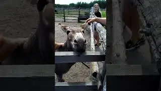 Забавный ослик