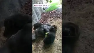 Горилла балдеет