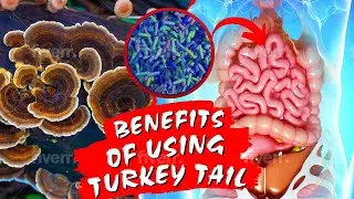 Turkey Tail Mushroom | 5 Health Benefits Explained | Just Mushrooms