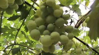 Грибковое заболевание винограда - Антракноз