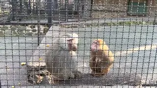 Сказочные родственники гамадрилы, передают ПРИВЕТ для ЛЮСИ!🌴🐒🐒🐒😆
