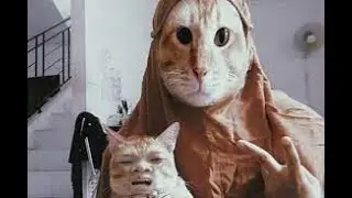 KUCING LUCU 2021 Video kucing lucu  bikin ketawa ngakak
