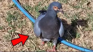 That Was A CLOSE ONE!!