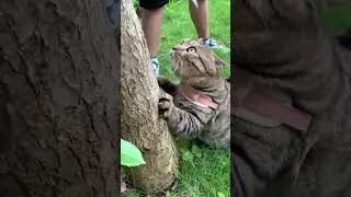 when you walk a cat, the cat walks you