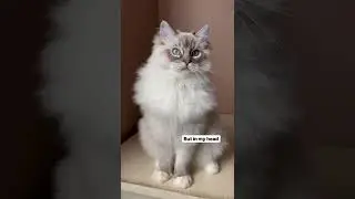 Being This Cute Cat Takes Up A Lot Of My Time 🤩 #shorts #pets #cat | Paws and Fur