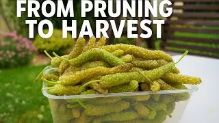 How to Prune White Shatoot King Shatoot Mulberry Tree for Maximum Harvest, Superior Fruit Quality