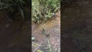 #banyak ikan mati karena kemarau panjang