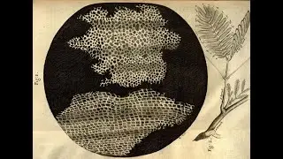 Asking Professor Rob Iliffe about Robert Hooke