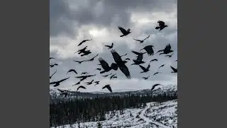 Чёрные вороны