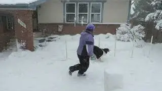 Colorado Snow Agility Dog Course