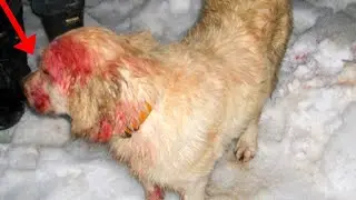 13 Pets Who Saved Their Owners