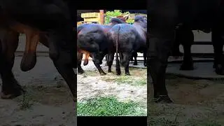 Beefed up bulls from Taz Cattle Ranch