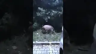 Dziki na Klinach w Krakowie