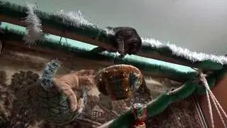 кот Илюша и котенок Тимошка