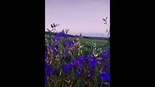 "Ромашка- Василёк..."(Татьяна Куртукова)