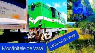 Mocanitele de Vara / Sezonul de Vara