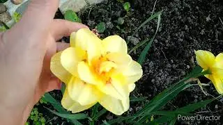 Обзор сада, середина мая