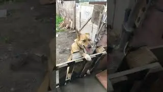 Собака боится грозы