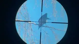 Охота на Ворону - Кроухантинг с пневматикой в Апреле. Crow Hunting 2022