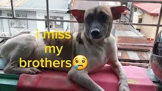 Missing you😢#missyou #dog #love #lonely