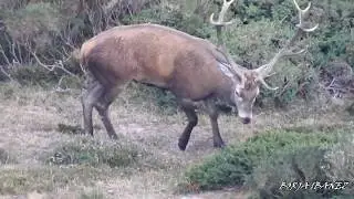 Berrea 2018 - Reserva del Saja