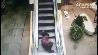 Normal Day in Paradise Mall