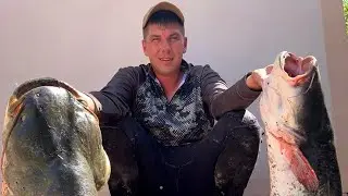 ОГРОМНЫЕ СОМЫ КАТАЮТ МЕНЯ НА ЛОДКЕ !!! И ПЫТАЮТСЯ СКИНУТЬ !!! РЫБАЛКА НА СОМА И ДОНКИ 💥