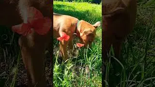 Собака їсть траву 😜#dog #funny #fannyvideo