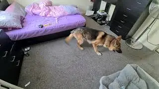 Crazy German Shepherd Spinning