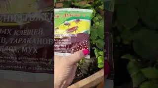 Какое средство мы используем от муравьёв#shorts