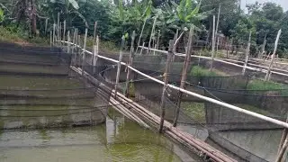 BUDIDAYA IKAN LELE DI KOLAM TANAH DIWARING KERAMBA
